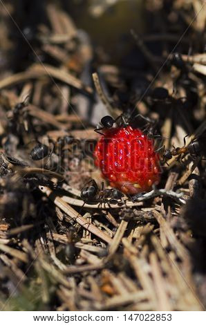 Ants and wild strawberry in an anthill