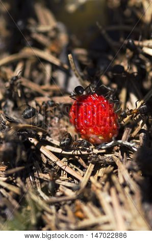 Ants and wild strawberry in an anthill