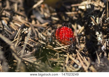 Ripe wild strawberry and ants in an anthill