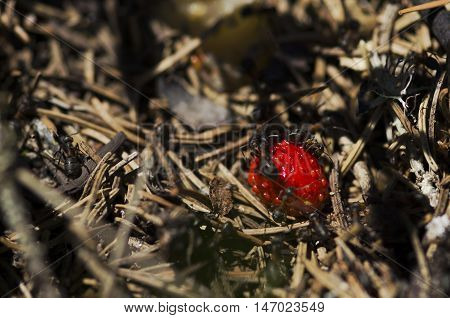 Wild strawberry in the middle of anthill