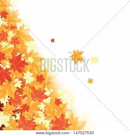 Autumn Maple Leaves