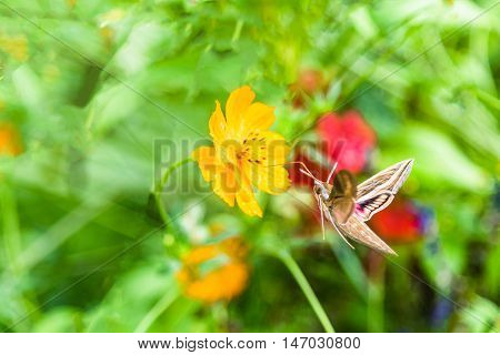 Butterfly (Hummingbird moth) is flying and feeding from yellow cosmos flower.