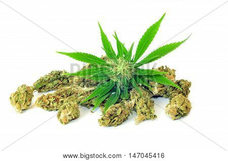 Cannabis plant and dry buds isolated on white