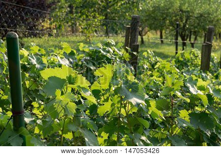 Green grape leaves of a private vineyard in the sunlight