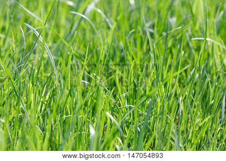 Green grass close-up