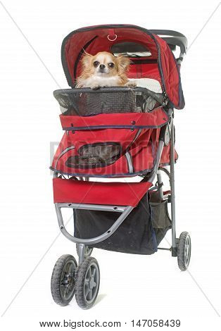 dog in pushchair in front of white background
