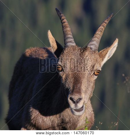 Head of a female alpine ibex. Front view. Wild animal living in the Alps. Photographed on Mt Niederhorn.