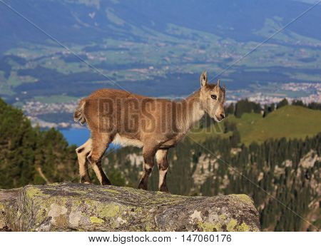 Wild animal living in the alps. Little alpine ibex baby photographed on Mt Niederhorn Switzerland.