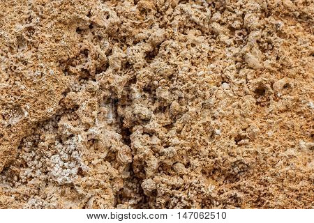 Background. The texture of limestone and lime close up. Formed by sedimentary rocks.