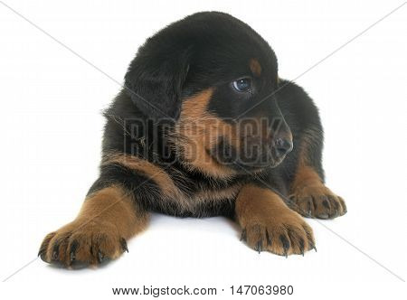 beauceron puppy in front of white background