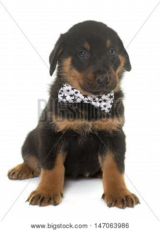 beauceron puppy in front of white background