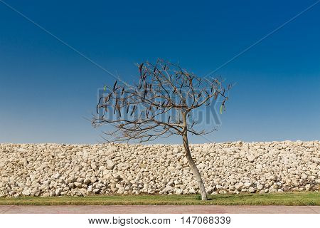 Egyptian Acacia. Vachellia nilotica at winter season