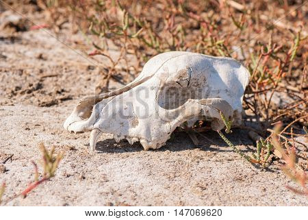 Old dog skull left in the grass
