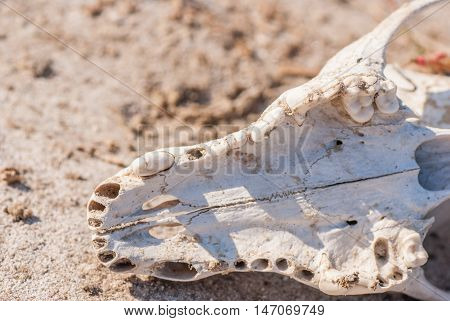 Old dog skull left in the grass