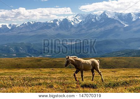 A scenic view of a white horse grazing in a meadow on the hillside against the background of beautiful mountains blue sky and clouds