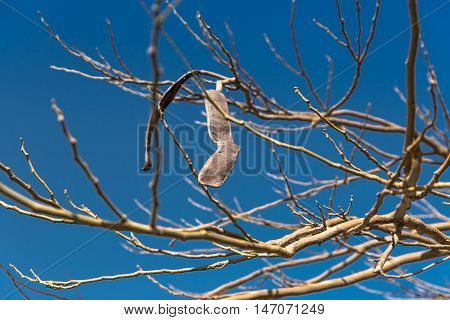 Egyptian Acacia. Vachellia nilotica at winter season