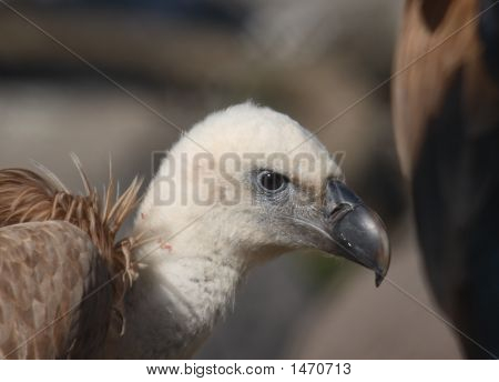 Griffin
