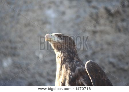 Predator