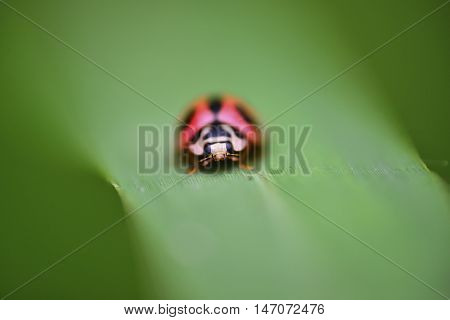 close up view red ladybug with black spots perched on the grass with narrow DOF