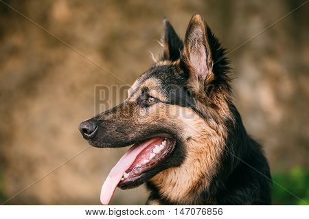 The Portrait Of Gazing Medium Size Mongrel Mixed Breed Long-Haired Black And Red Adult Dog With Prick-Ears, Opened Jaws, Tongue, Teeth.