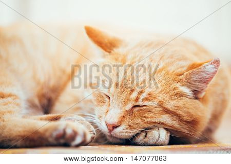 Peaceful Orange Red Tabby Cat Male Kitten Curled Up Sleeping In His Bed On Laminate Floor.