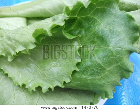 Lechuga