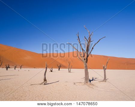 Dead Camelthorn (Acacia erioloba) Trees in Dead Vlei Namib-Naukluft National Park Namibia