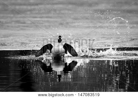 Front view of Common goldeneye (Bucephala clangula) drake running near ice edge in pond in spring. Moscow region Russia