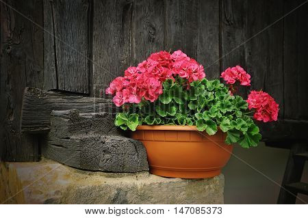 Red geranium flower, potted plant in alpien rural house with wooden boards