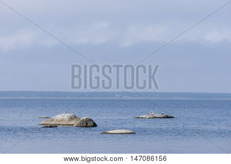 Rocky beach and seagulls in summer. Seaside natural environment. White clouds blue sky coast sea and gulls resting in stone. Shore of Koipsi Island Estonia Europe