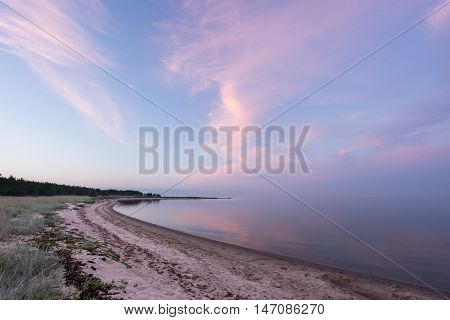 Evening sunlight and spruce tree on the coast pink clouds and blue sky background. Beach in summer. Seaside forest natural environment. Shore and pine in Koipsi Island Estonia Europe
