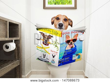 Dog On Toilet Seat Reading Newspaper