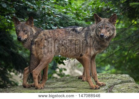 Iberian wolf (Canis lupus signatus). Wildlife animal. 