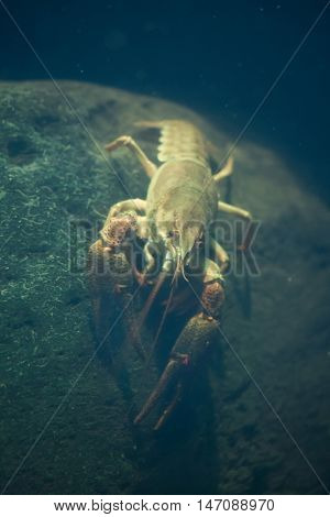 European crayfish (Astacus astacus), also known as the noble crayfish. Wildlife animal. 