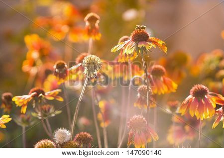 Lots of beautiful echinacea flowers in the garden on the sunset. Toned image.