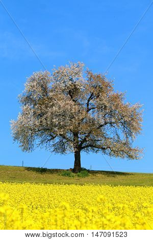 A blooming lone Tree in Spring with canolas in front