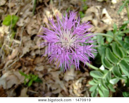 Flor