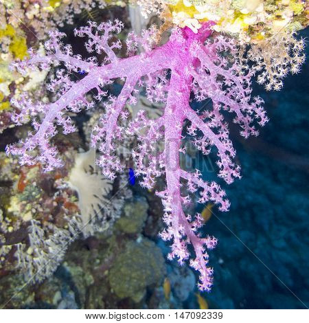Soft coral pink Dendronephthya in tropical sea underwater
