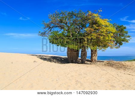 Baobab Trees In An African Landscape With The Sea In The Background