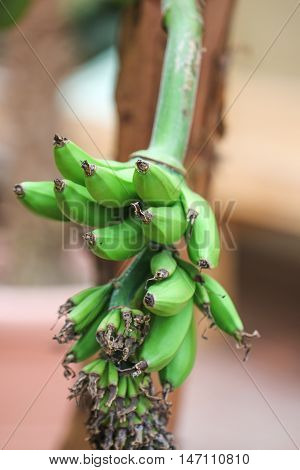 Bunch of green bananas on tree. Botanical garden.