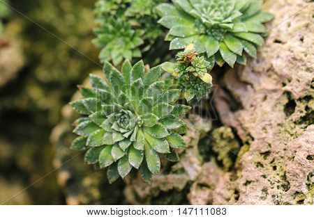 Saxifraga Stribrny of beautiful small rock flower.