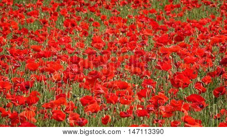 Field of red poppy flowers gently blowing in the wind