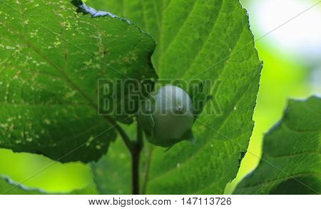Green hazelnuts on a branch and tree leafs in summer garden.