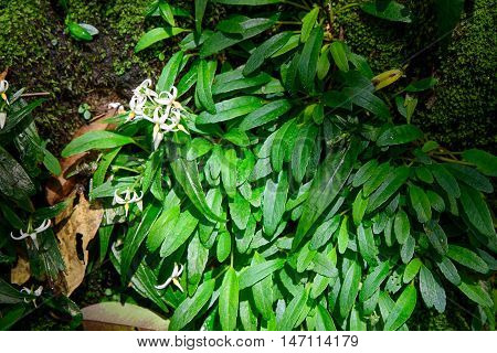 White flower on green mos with sun light.