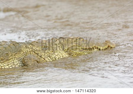 Head View of a Mugger Crocodile on the Kabini River in Nagarole National Park in India
