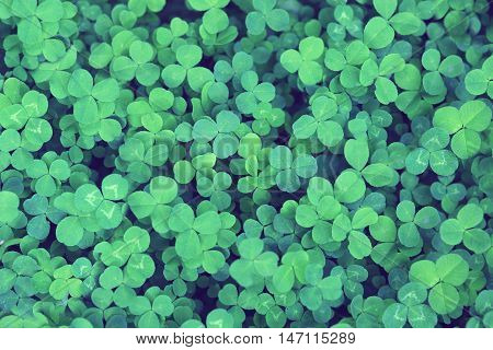 Green grass background. Clovers three leaf. Summer texture.