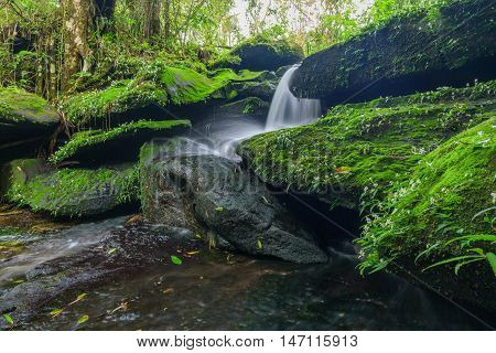Landscape of waterfall in deep rain forest of Bolaven Plateau Champasak with green mos and small white flowers.