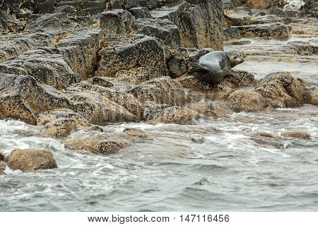 Pusa is a genus of earless seals. Island in the Pacific Ocean near Kamchatka Peninsula.