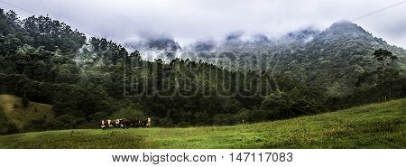 Pano group of three Hereford bulls with a wild misty forest background.