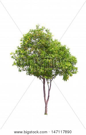 Tree Isolated On White Background